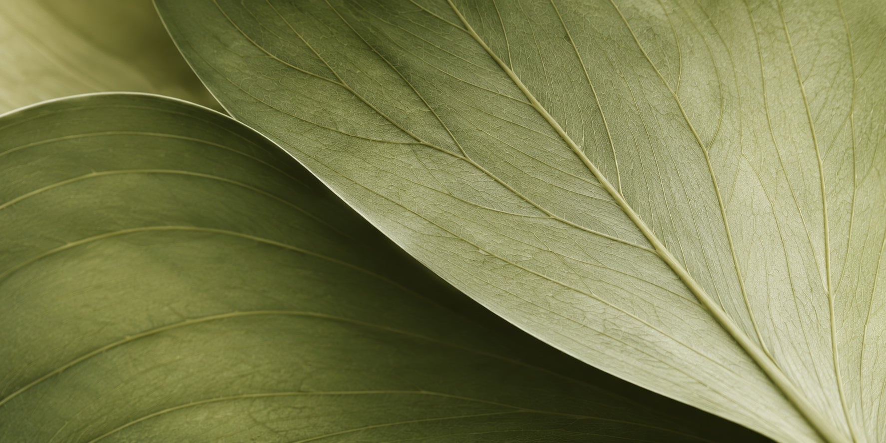 A green leaf in close detail