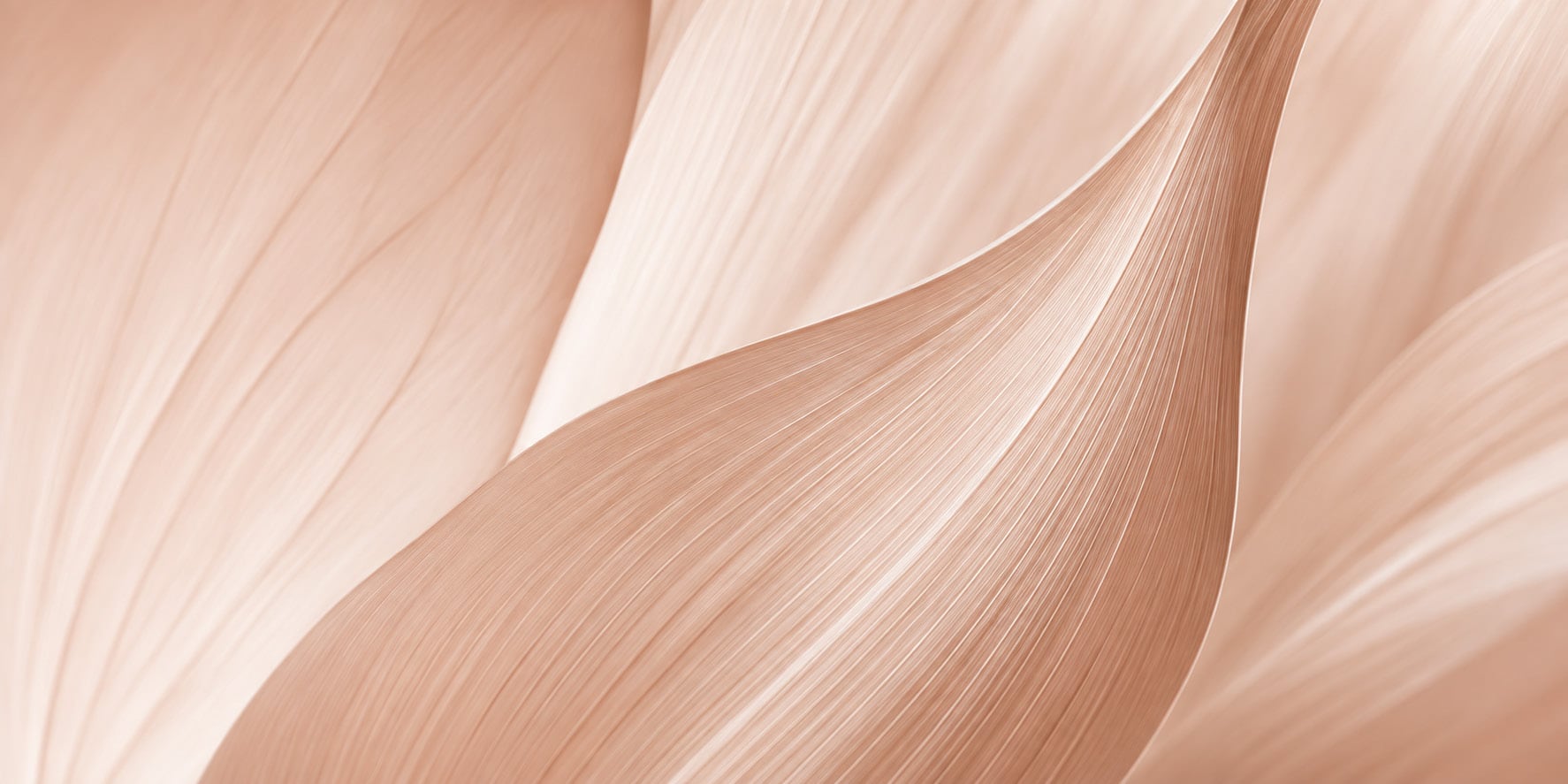 A blush petal in close detail