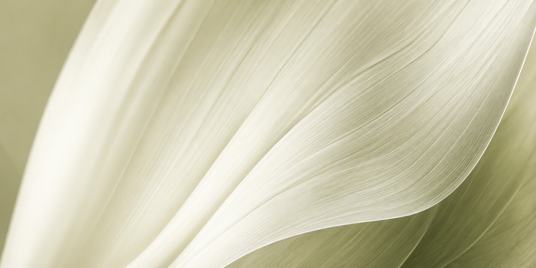 A cream petal in close detail